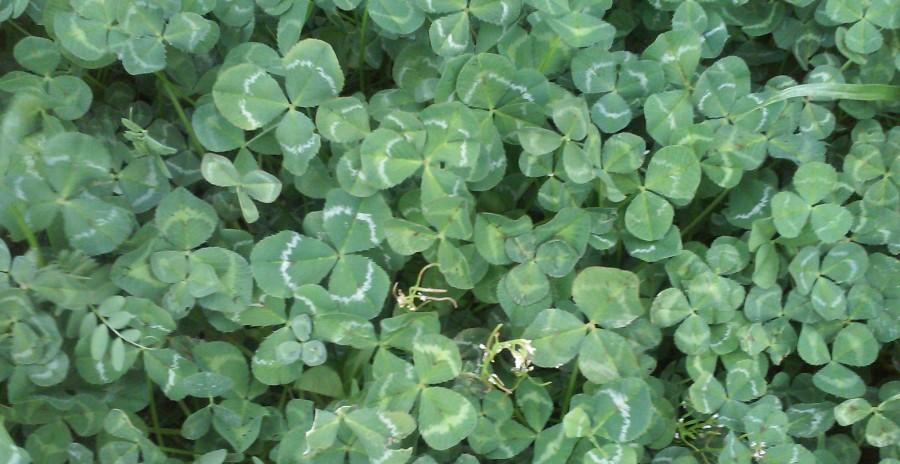 Clovers%2C+especially+four+leaf+ones+%28none+of+which+are+shown+here%2C+dont+waste+your+time%29+are+a+classic+sign+of+St.+Patricks+Day%2C+as+is+the+pot+of+gold.+Photo+by+Laura+Nicolescu.+